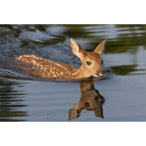 Minnesota White-tailed deer fawn swimming